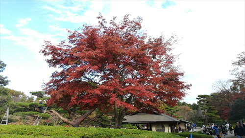 昭和記念公園